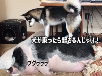 寝るな！一緒に遊ぶんじゃい！ブタの安眠を妨げるハスキー犬