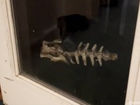 末は古生物学者かな？犬が奇妙な骨を口にくわえて戻ってきた