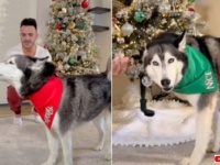 愛犬「どういうこと？アタシ悪い子リストに入ってる？」サンタさんからプレゼントが届かないことに納得いかないハスキー