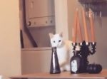 あっ…　瓶を落とそうとしていた現場を目撃された猫、次のアクションが笑える！