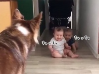 双子の赤ちゃんをあやす犬。赤ちゃんの楽しそうな笑い声が幸せな気分にさせてくれる（要音声）