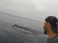 「オーマイゴッド！あれを見てよ！」海の上でシロナガスクジラに遭遇したパドルボーダー大興奮