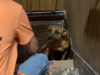 家族に置き去りにされ、空っぽの家で何週間も待ち続けた犬の救出物語