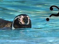 「今日はペンギンに行ってくる」　愛知・刈谷市の子供たちが、こう言って出かける場所は？