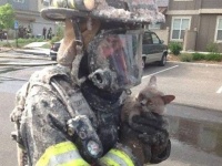 火事や高所も何のその。猫を救う消防士たちの雄姿
