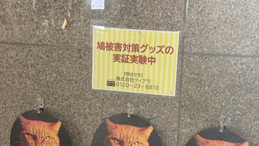 「人間は愚か」「舐められてるw」　完全に失敗している「鳩被害対策グッズの実証実験」に21万人苦笑