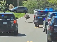 エミューが数台のパトカーを率いて道路を走るだとぅ！？その真相は？