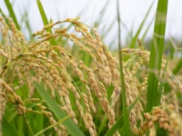 イネ科植物の根毛成長をコントロールする遺伝子が特定される