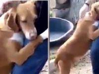 動物保護施設を訪れた男性に抱きついて離れなかった犬。運命を感じた男性は犬の家族となる
