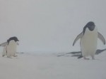 怖ッ！　ペンギンの本性が剥き出しになったオソロシイ１枚…