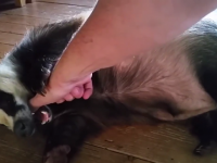 【超カワイイ！】人間に甘えまくるアナグマに世界中が悶絶