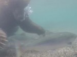 ロシアのクマは一味違う！　川で狙った獲物を…