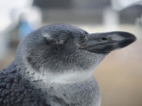 京都水族館のケープペンギン（BONGURIさん撮影、Flickrより）