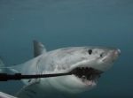 機材が…！泣　サメの３６０度映像を撮ろうとしたらカメラを喰われる。