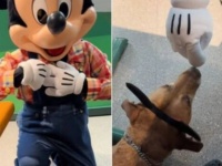 「やあ、こんにちは！」ディズニーワールドで仕事中の介助犬を見かけたミッキーマウス、礼儀正しく挨拶をする