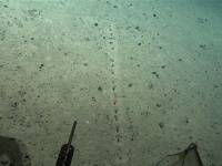 発見した科学者も困惑。海底に直線状に並ぶ謎の穴の正体は？