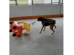 目が回っちゃうよ…？　おもちゃの車をひたすら振り回すワンちゃん。