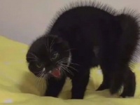 こいつぁ刺激的ぃ！猫が見せたキシャーな一面にReddit民がハラハラ