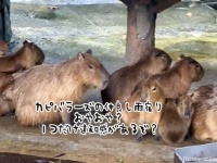 カピバラたちが仲良く雨宿り、と思ったらうまいこと擬態してるいヤツ発見！