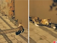 「窮鼠猫を噛む」とはまさにこのこと！猫に追い詰められたネズミ、反撃ののろしを上げた（トルコ）
