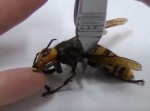 【若干閲覧注意】素手で女王蜂に噛まれる実験！　まさかの毒袋も食べる…