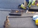 マンホールに落ちてしまったカモの子供達、必死のレスキューの末…