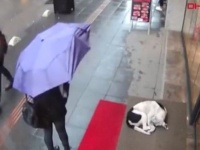 冷たい雨の日にカフェの軒先にいた野良犬。トルコで野良犬にやさしさを示した女性がいた。
