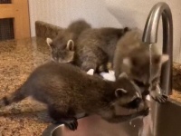 保護されたアライグマたち、蛇口の周りを陣取ってせっせと手洗いする