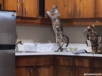 やりたい放題。猫の身体能力に知恵が加わると家の中がとんでもないことに