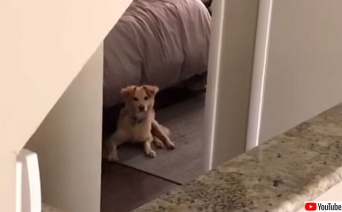 犬ってやつは（涙）...後ろ脚が不自由な犬、飼い主に呼びかけられると全力で駆け寄りうれしさを全身で表現