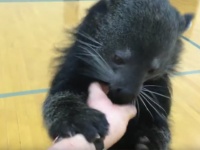何この黒くてモフモフした生き物！？体育館ではしゃぎまくるビントロングが可愛すぎる