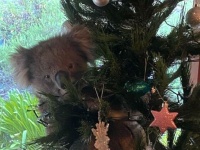こんなモノ飾った覚えはないし！家に帰ったらクリスマスツリーにコアラしがみついていた件