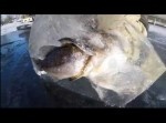 川の中で固まっていた魚２匹をチェーンソーで“救出”したら…？