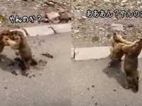 マーモットが路上でファイッ！これが結構白熱してた。