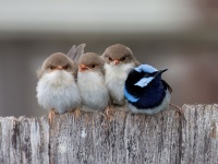 ふわふわであったか！鳥なのにハムスター級にぎゅうぎゅう