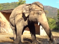 「世界一孤独な象」と呼ばれていたアジアゾウ、35年後ようやく仲間のいる保護区へと輸送される（パキスタン）