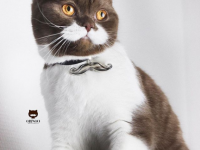 吾輩はヒゲ猫である。頬の白い模様がゴージャスなヒゲに見えるインスタアイドル、フランスの猫「グリンゴ」