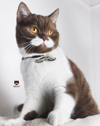 吾輩はヒゲ猫である。頬の白い模様がゴージャスなヒゲに見えるインスタアイドル、フランスの猫「グリンゴ」