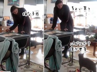 だから猫のいる家でジグソーパズルは要注意ってあれほど...