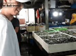 【#8海鮮市場】バリ島ジンバランのパサールイカンに行ってみた。