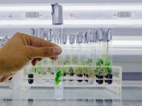 人工光合成で、太陽エネルギーから燃料を生成し貯蔵できるシステムを開発（英研究）
