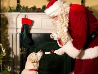 サンタさんから愛犬へ「よいワンちゃんの証明書」贈呈　栃木・那須高原のホテルで最高すぎるクリスマス企画