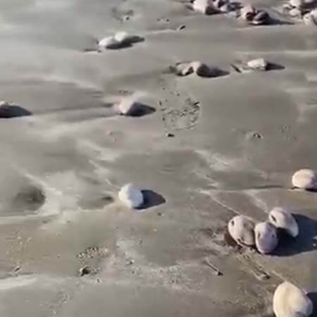 ハマグリ