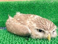 あんな瞬間、こんな瞬間。ナイスタイミングな動物たちの画像集