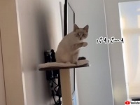ハンドサインを理解してる？バイバイと手を振ると、同じように手を振り返してくれる猫