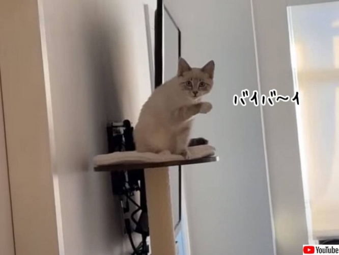 ハンドサインを理解してる？バイバイと手を振ると、同じように手を振り返してくれる猫