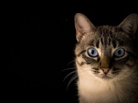 動物病院に行く猫のストレスを癒すため、ペットフード会社がオンラインラジオ局を開設（ネット上でも聞ける）