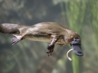 珍獣カモノハシに新たなる奇妙な特徴を発見。体が蛍光色に光ることが判明（米研究）