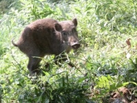 被害にあう農家の悩みは解消されるか（画像はイメージ）