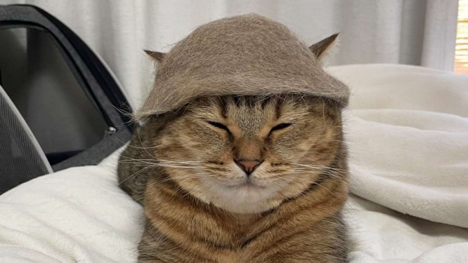 帽子から飛び出た猫耳もかわいい（画像提供は＠MiniraDiaryさん）